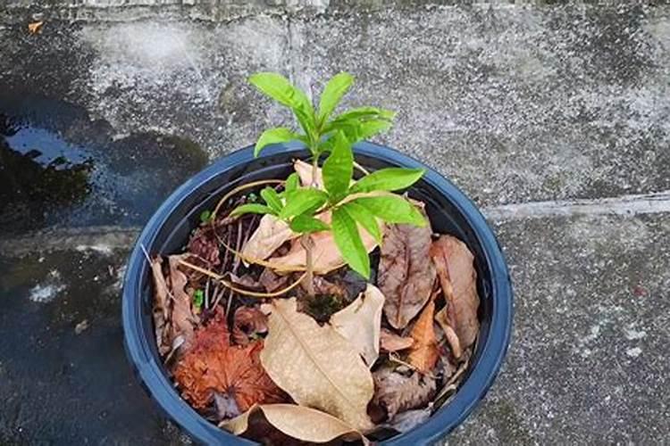 刚种的芒果树怎么施肥