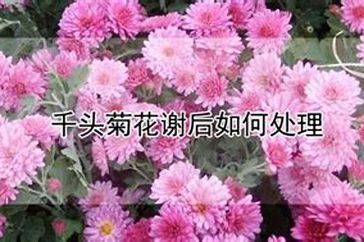 千头菊室外能越冬吗
