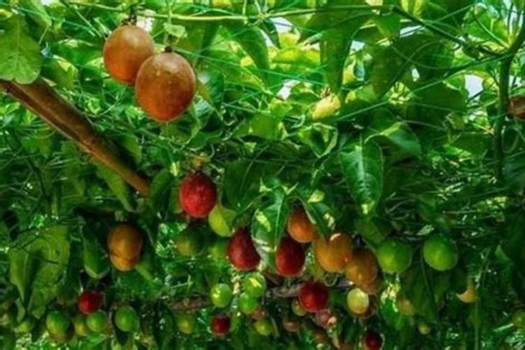 百香果想要丰产施肥管理技术很重要,百香果施肥技术要点有哪些？