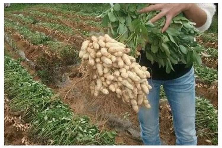 种花生用什么肥料