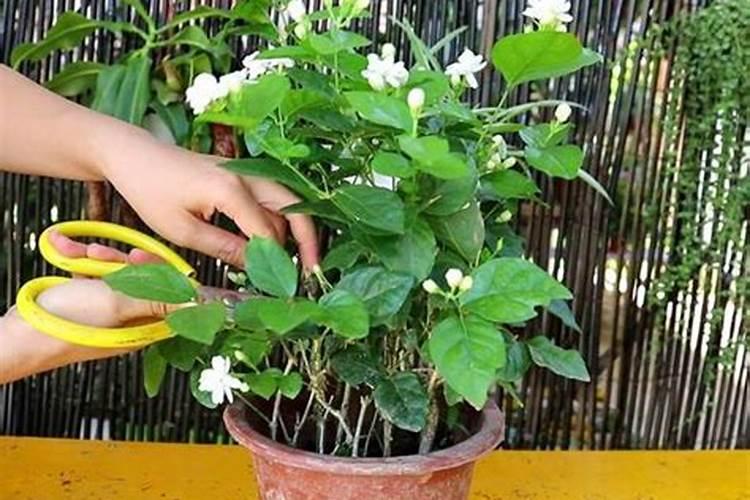 茉莉花 不长叶 只开花？