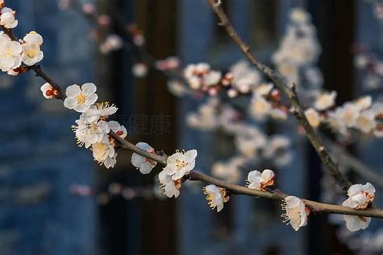 杏花是什么开花？