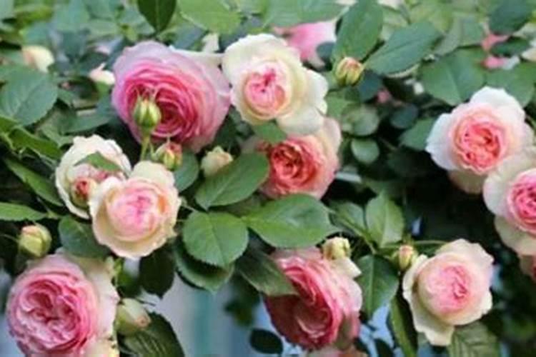 月季夏季施肥时间和方法