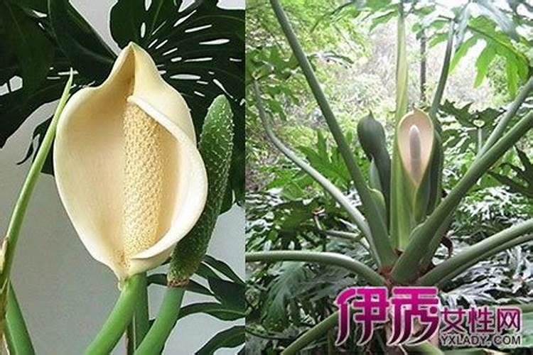 龟背竹施什么肥好,龟背竹施氮磷钾肥最好