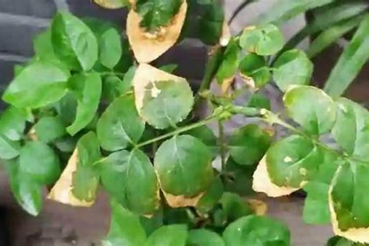 家中养的绿色观赏植物叶子老发黄是怎么回事？