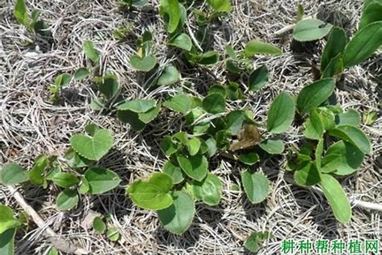 蔬菜叶面肥可以给苍术施肥吗？