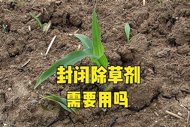 玉米打了叶面肥还能打除草剂吗？为什么呢？
