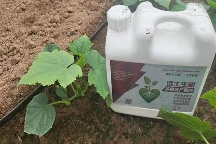 黄瓜落蔓之后可以冲施高磷的水溶肥吗？