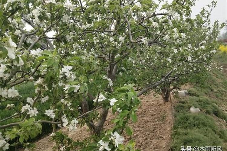 苹果树开花前补什么微肥好？