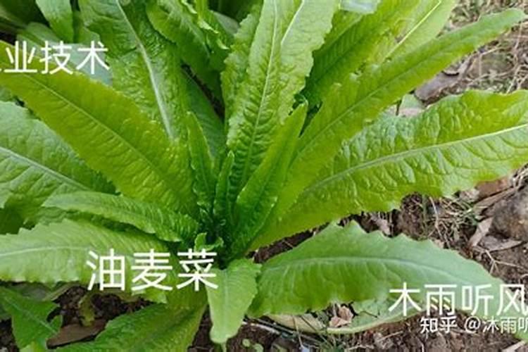 油麦菜种植方法和最佳时间