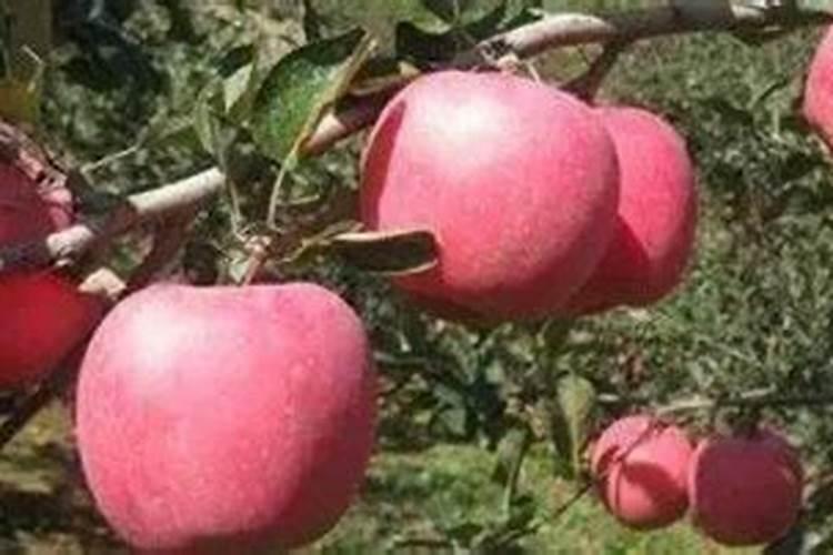 克伦生葡萄上色用什么肥料