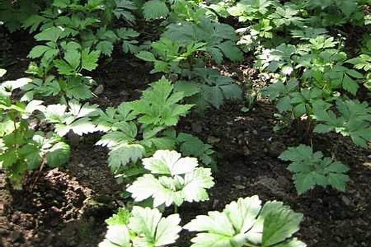 大叶芹的种植方法
