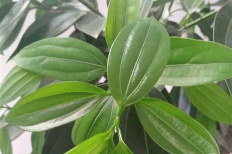 罗汉松用什么农药杀虫