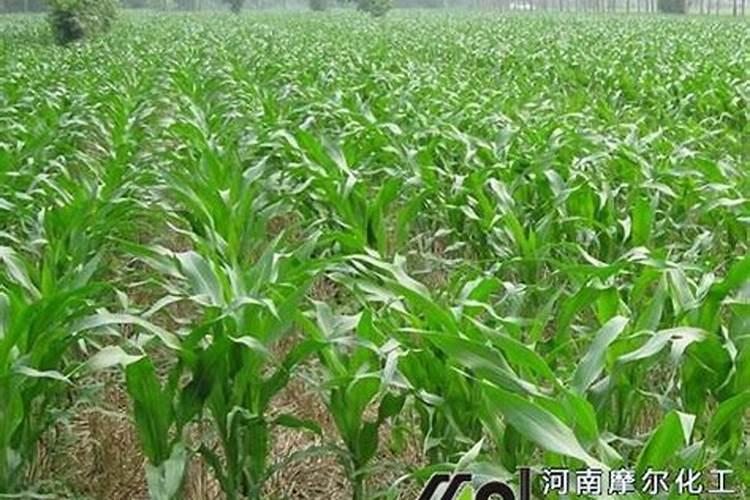 不伤麦冬草的除草剂