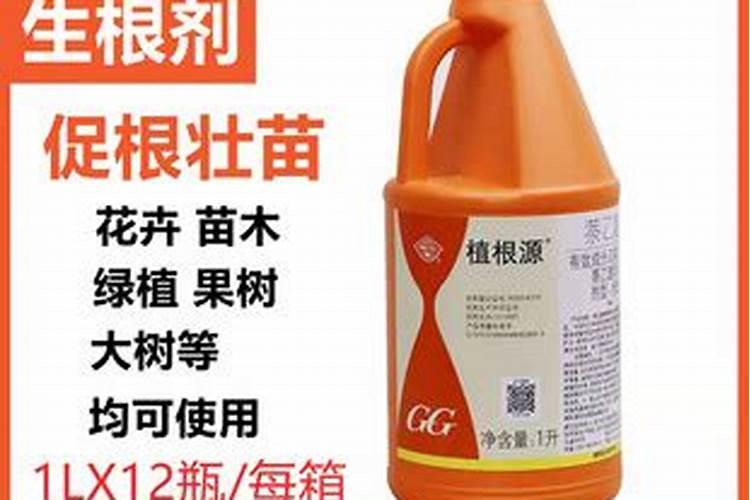 月季养根用什么肥