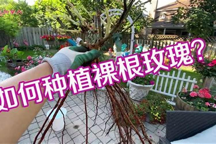 鱼蛋白水溶肥制作方法