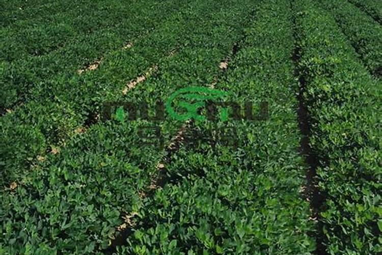 花生米能当花肥用吗