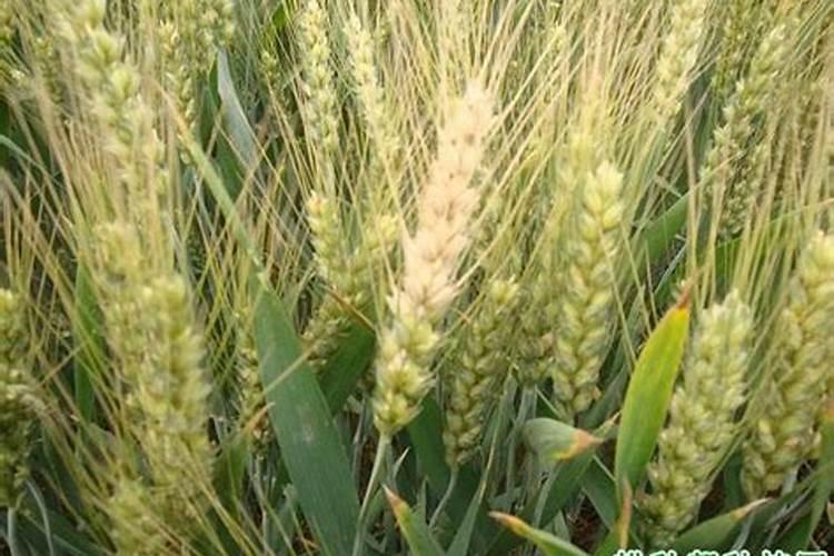 钼酸铵有哪些用途？