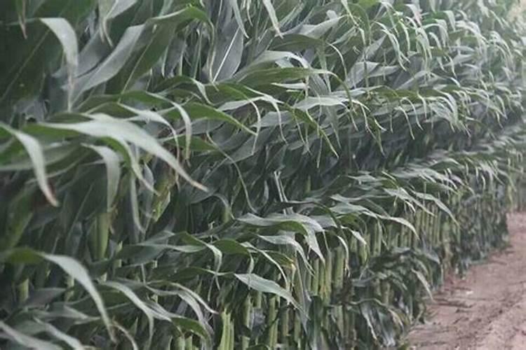 中国十大名牌肥料排名榜、中国名牌肥料