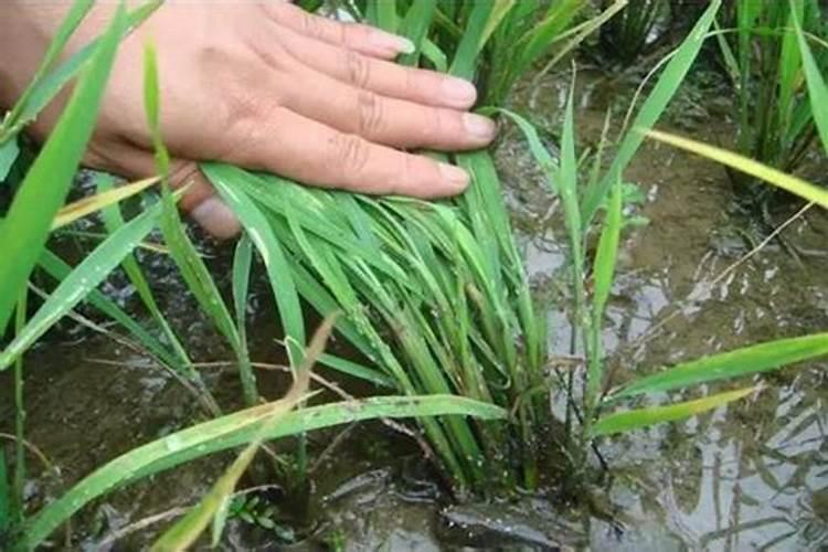 芸苔素内酯和腐植酸水溶肥混和一起喷施在水稻上效果