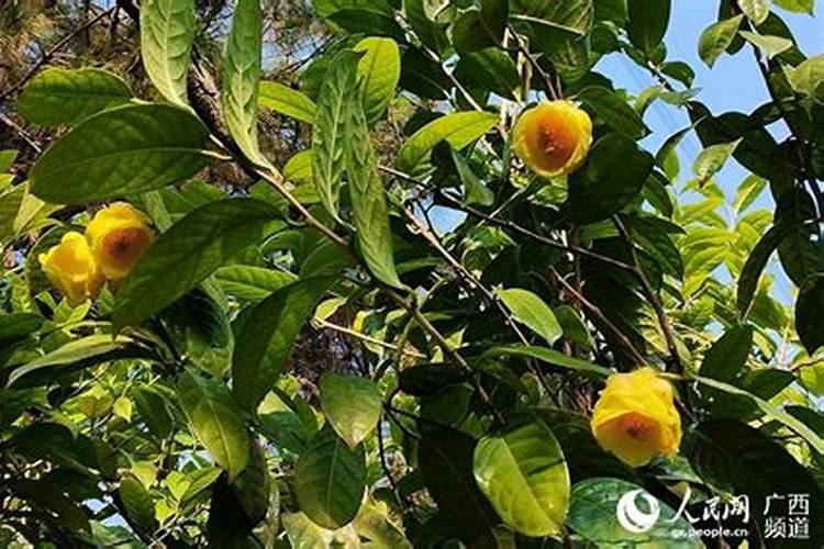 金花茶怎样种植