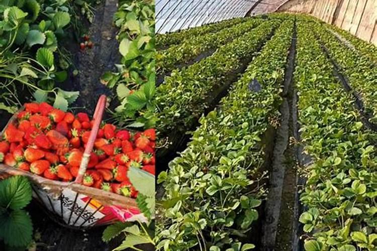 辣椒开花时施什么肥最好