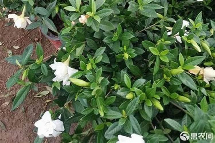 如何给栀子花施肥