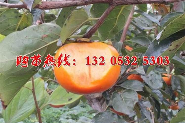 无花果施什么肥好