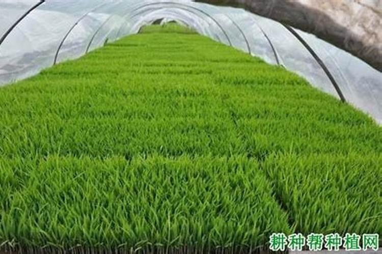 水稻分蘖期的田间管理