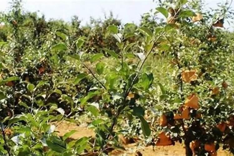 苹果树追肥用什么肥料好