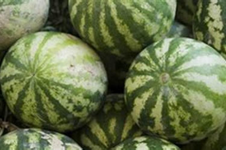 西瓜的膨瓜肥要怎样施用？
