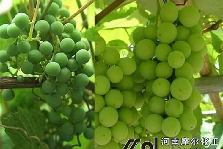 腐殖酸与腐植酸是同一类东西吗？
