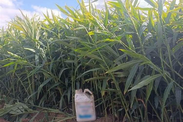 水溶肥是什么肥料怎样使用