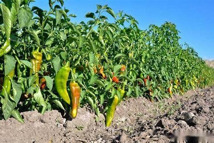 大辣椒怎样使用冲施肥,使用啥含量阿每个生育期都怎样冲。