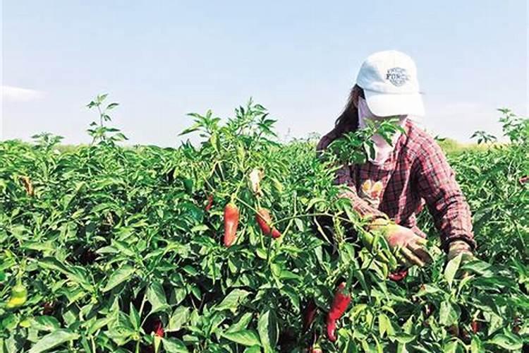 辣椒彭果用什么化肥