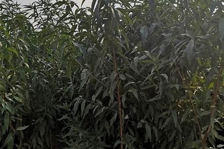 小桃树苗用什么肥长得快 如何合理施肥