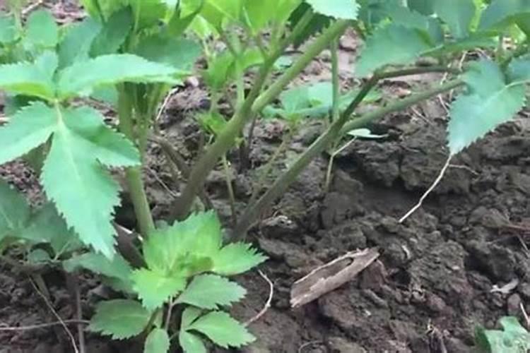 白芷在大别山能种植吗？