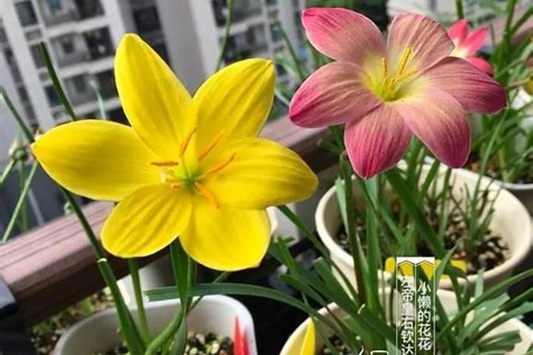 尿素和复合肥可以一起使用吗