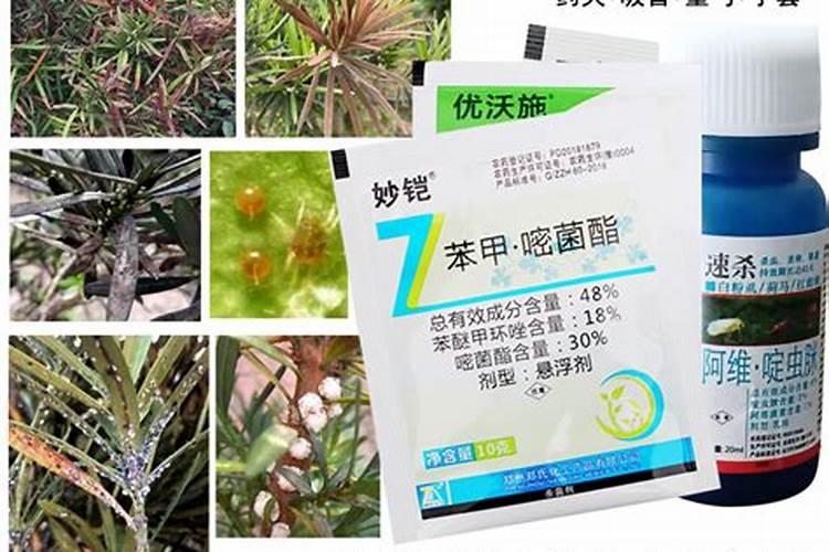 罗汉松的叶面肥怎么弄