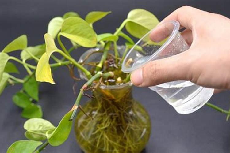 水培花卉应该如何施肥？记住这几点!