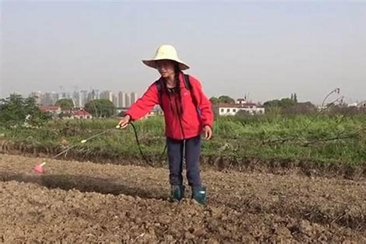 给植物施肥什么时间好、绿植施肥用什么肥料