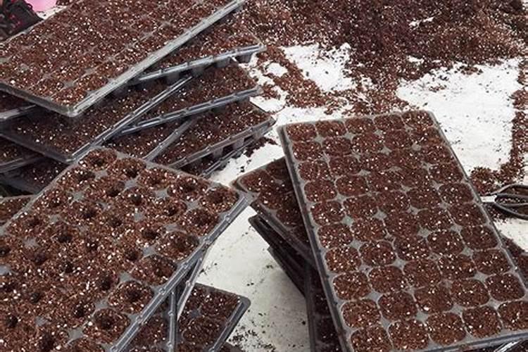 小番茄每个生长期需要的肥料