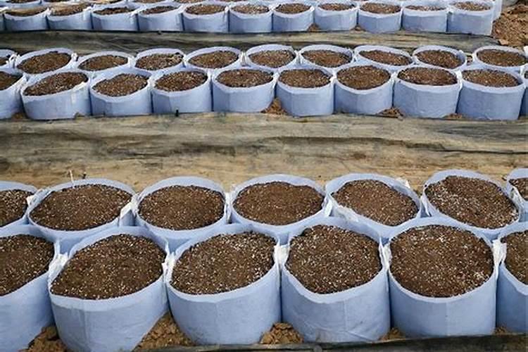 蔬菜育苗的时候,都需要使用哪些肥料呢？