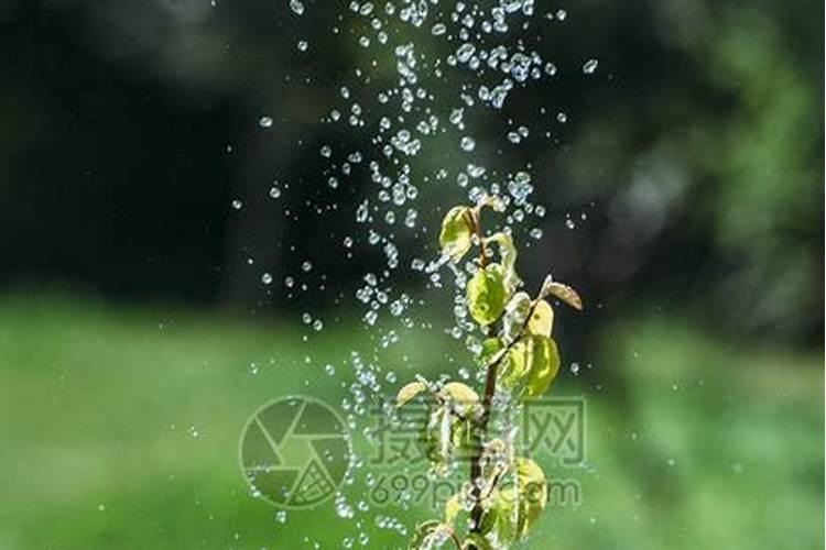 下雨天可以给花施肥吗