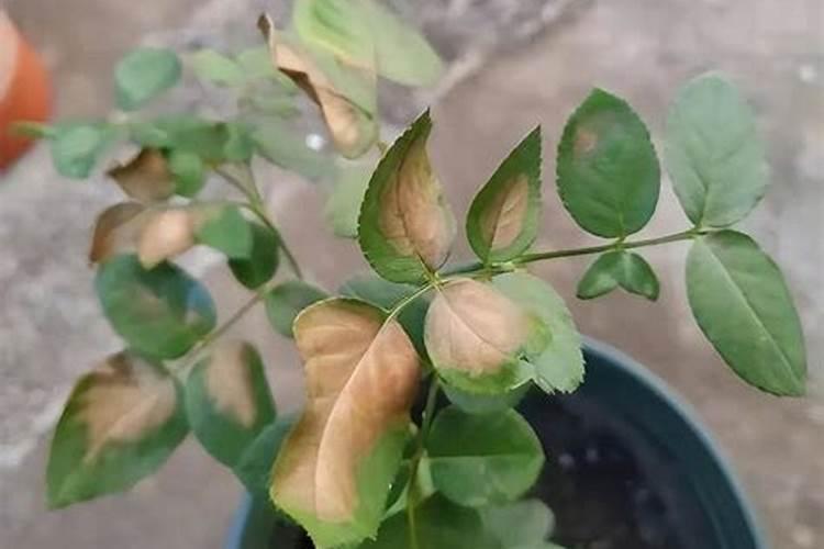 花叶子发黄可以施肥吗(花叶子黄了用什么肥料)