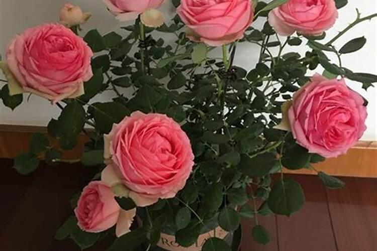 月季花夏季施什么肥好