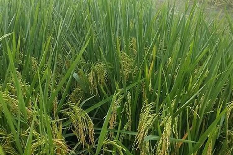 水稻缺肥或施肥过量时有哪些症状？如何诊断