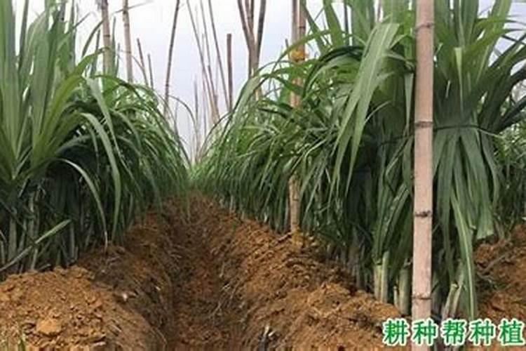 甘蔗施什么肥长得甜