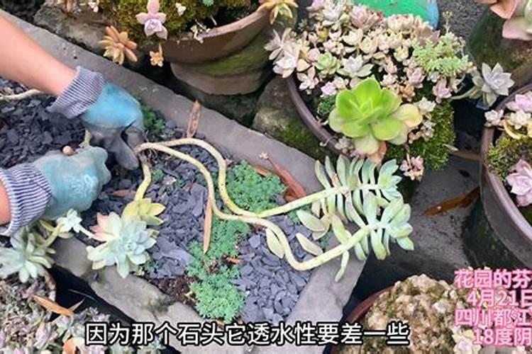 多肉植物施什么肥好