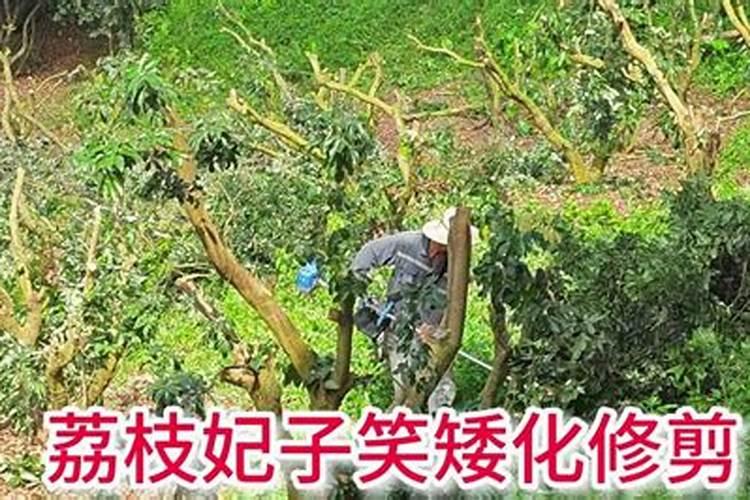 妃子笑荔枝冬肥什么时侯施？